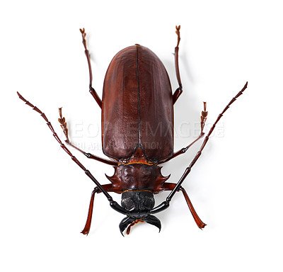 Buy stock photo Top view, beetle and insect with natural biology, hard shell or animal isolated against white studio background. Zoom, nature or bug with wildlife, species and shiny details of creature on a backdrop