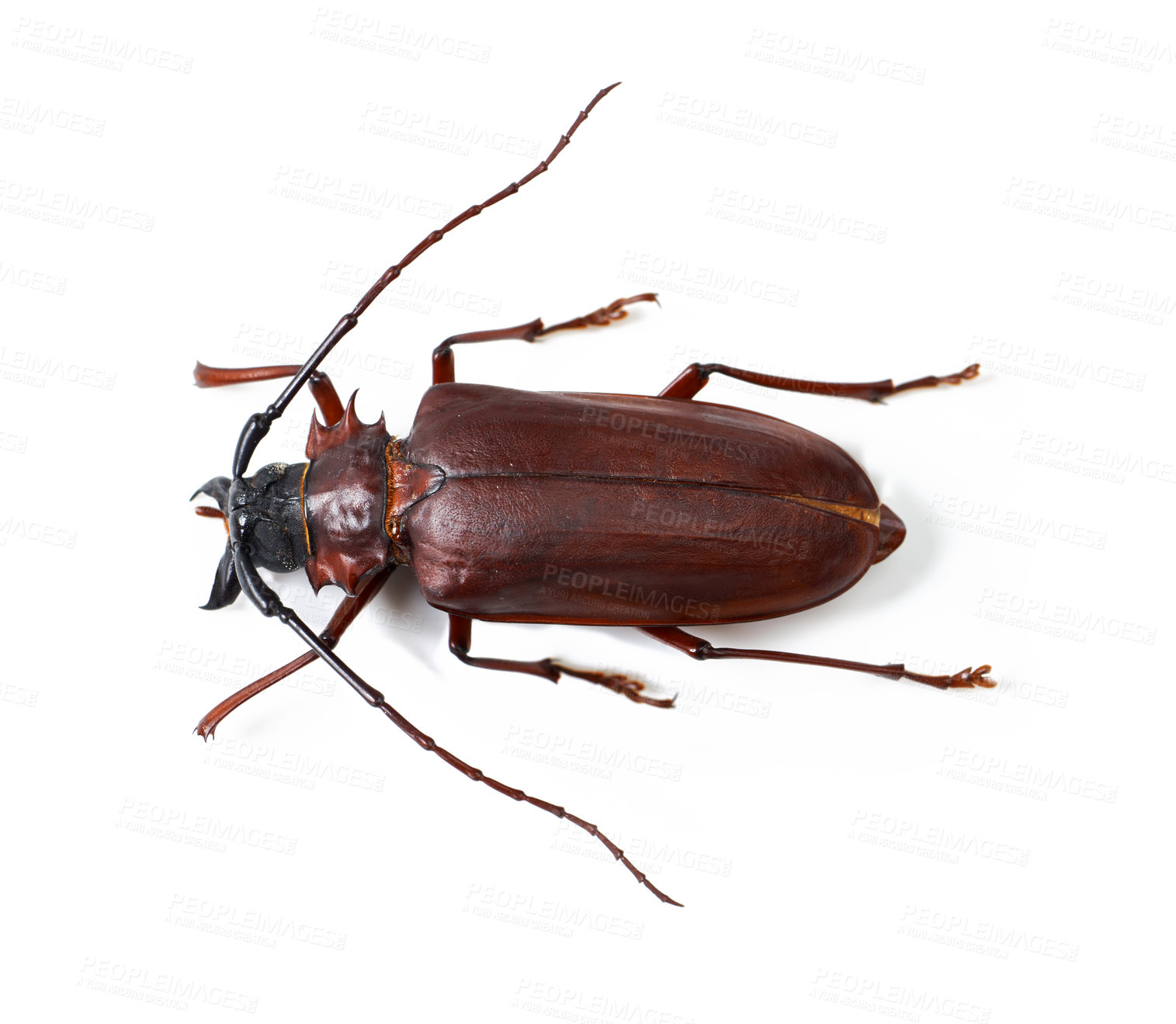 Buy stock photo Nature, wildlife and insect with closeup of beetle in studio for environment, zoology and fauna. Animal, natural and creature with bug on white background for mockup, pest and ecosystem from above