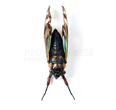 Buy stock photo Isolated fly, studio and white background for macro of insect for study, nature or analysis for biology. Bug, animal and zoom of anatomy, wings and research with color, body or entomology by backdrop