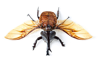 Buy stock photo Fly, wings and beetle with horn, white background and isolated studio of bugs for biology, creature and wildlife study. Closeup, five horned rhino insect and entomology details for natural research