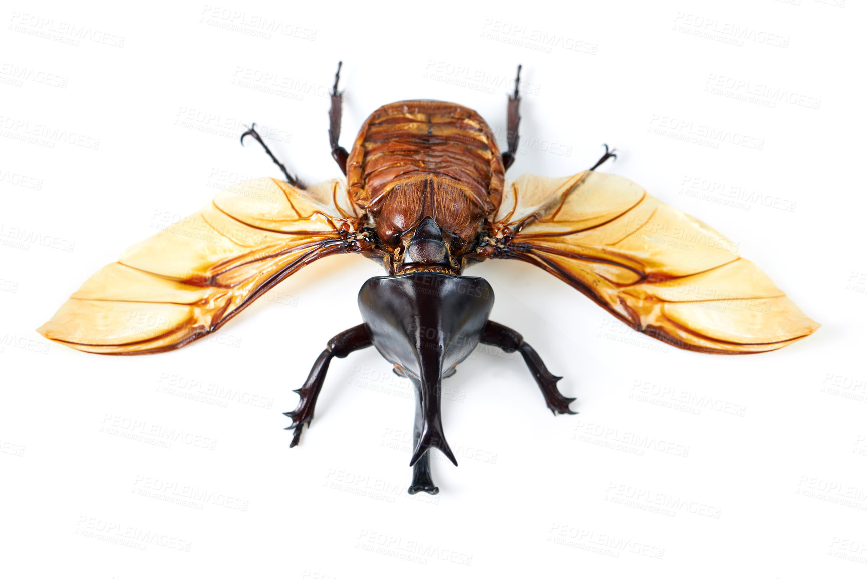 Buy stock photo Fly, wings and beetle with horn, white background and isolated studio of bugs for biology, creature and wildlife study. Closeup, five horned rhino insect and entomology details for natural research