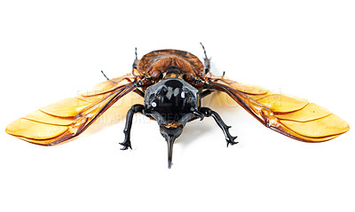 Buy stock photo Nature, wings and beetle with horn, white background and front view of aesthetic bug for analysis and study. Bugs, science and insect collection for entomology research, studying and museum education