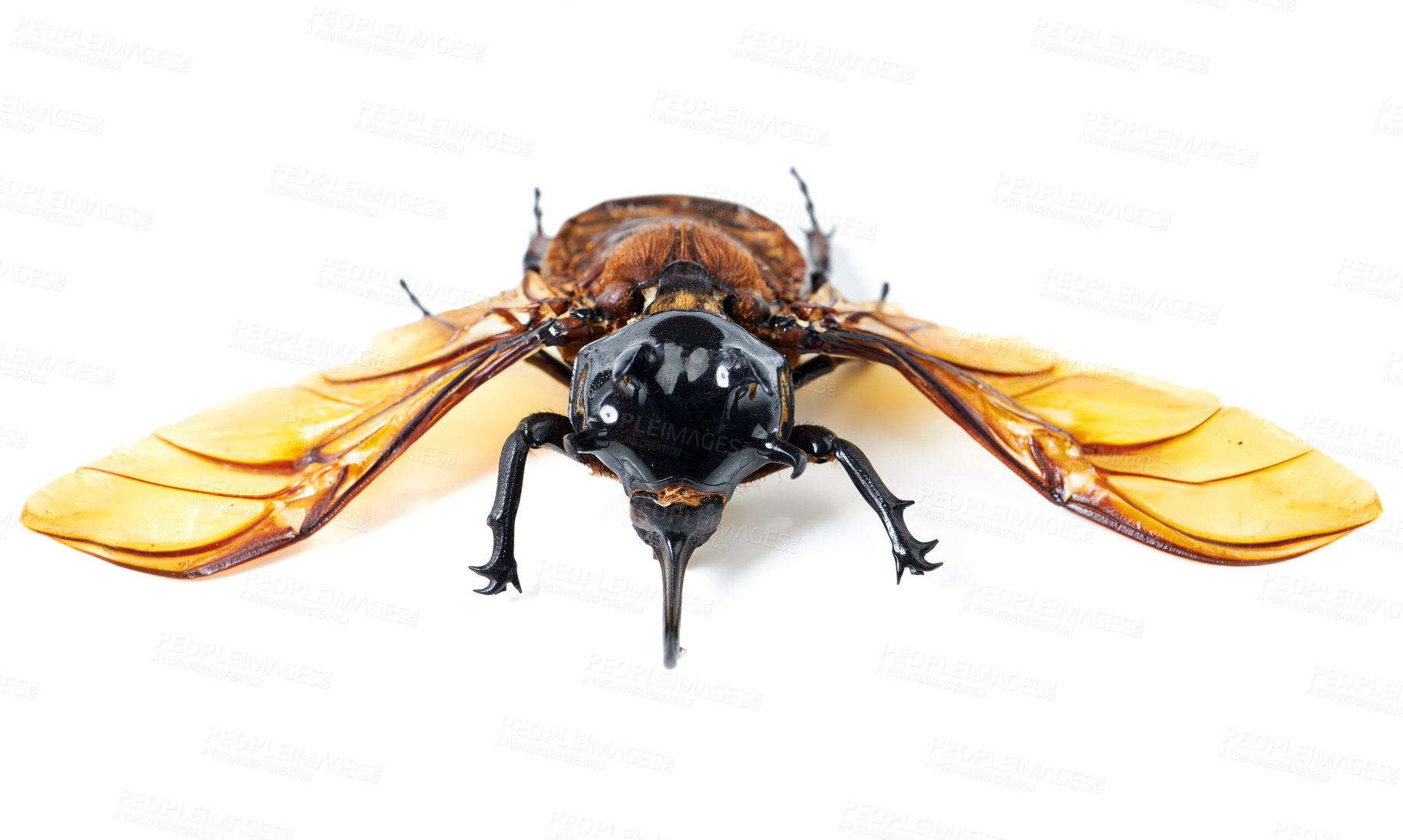 Buy stock photo Nature, wings and beetle with horn, white background and front view of aesthetic bug for analysis and study. Bugs, science and insect collection for entomology research, studying and museum education