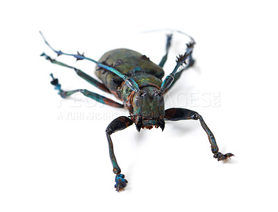 Buy stock photo Isolated longhorn beetle, specimen and white background for studying, biology and anatomy for nature analysis. Bug, insect life and entomology in studio for science with fluorescent color on antenna