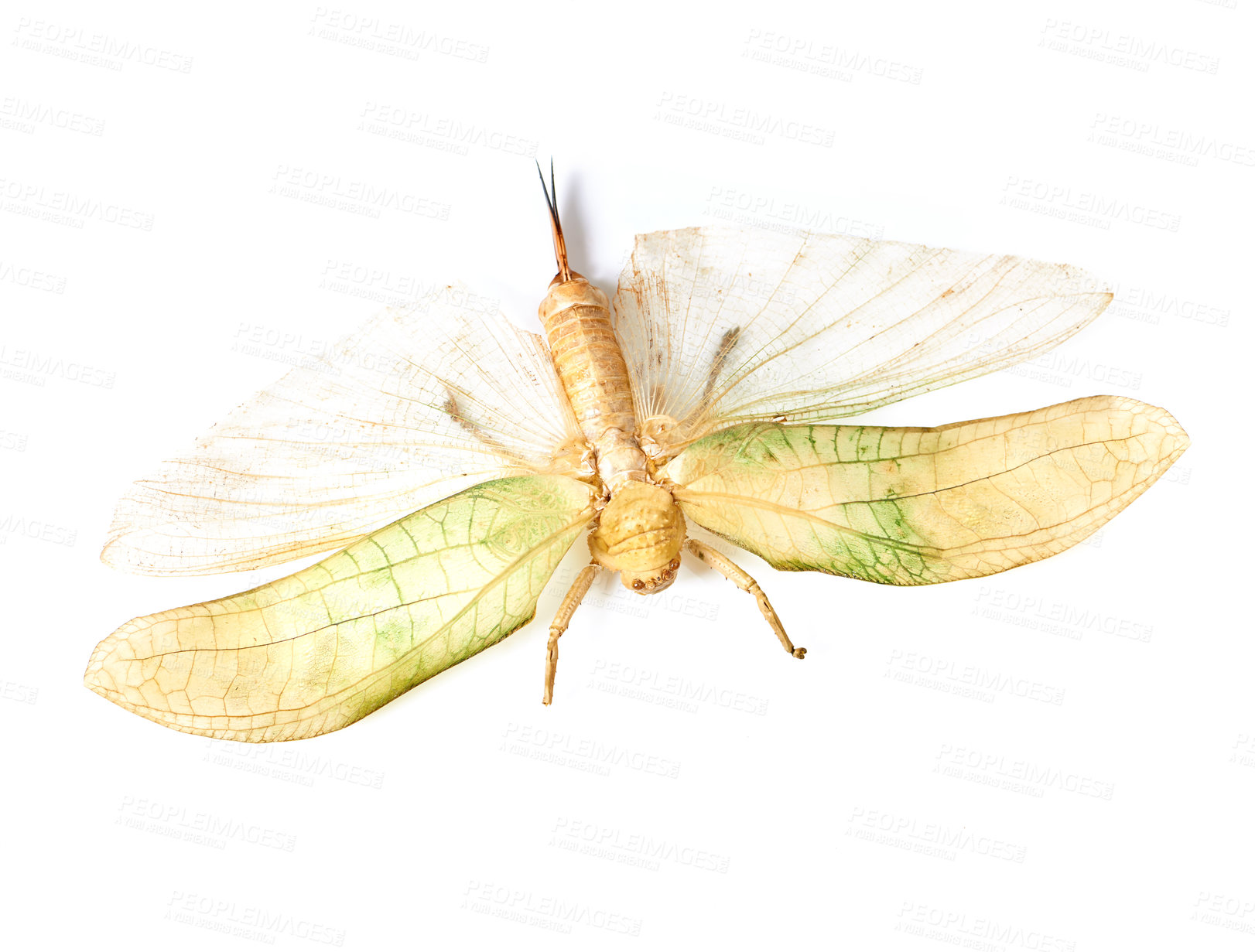 Buy stock photo Nature, insect and bug with moth in studio for environment, fauna and ecosystem. Natural, wildlife and biodiversity with closeup of butterfly isolated on white background for antenna, wings or mockup