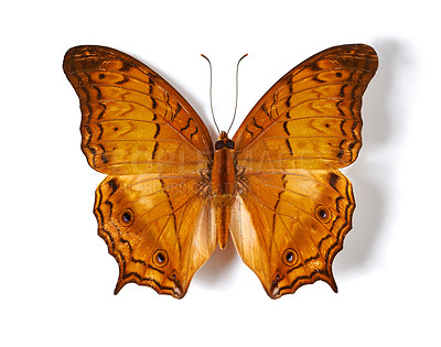 Buy stock photo Above, insect and butterfly in studio for taxidermy, art and decoration against a white background. Top view, bug and pattern of creature wings isolated with color, beauty and natural shapes detail