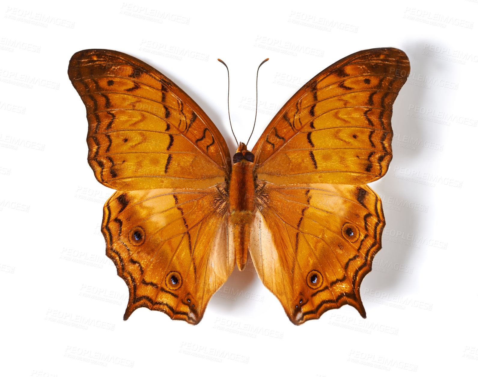 Buy stock photo Above, insect and butterfly in studio for taxidermy, art and decoration against a white background. Top view, bug and pattern of creature wings isolated with color, beauty and natural shapes detail