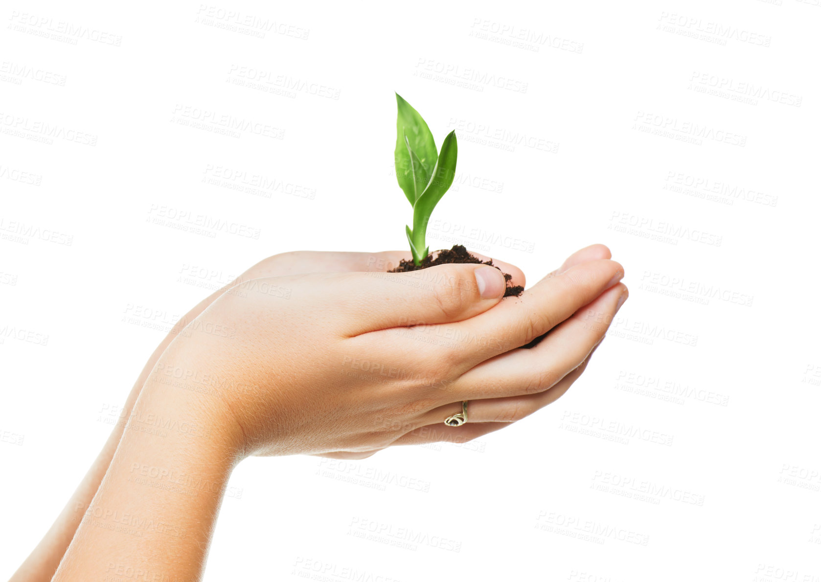 Buy stock photo Hands, seedling and sustainability with growth for eco friendly, future and development on white background. Studio, plant and soil with leaf for agriculture, gardening and ecosystem on earth day