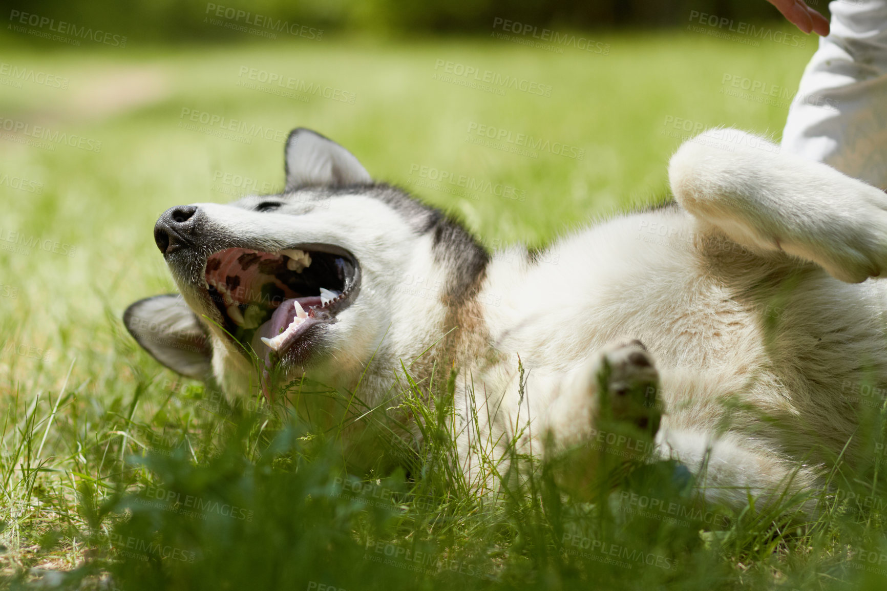 Buy stock photo Husky dog, grass and playing in park for walking, training and outdoor adventure in summer sunshine. Pet, puppy and freedom in nature, backyard or garden with rolling, relax and healthy on ground
