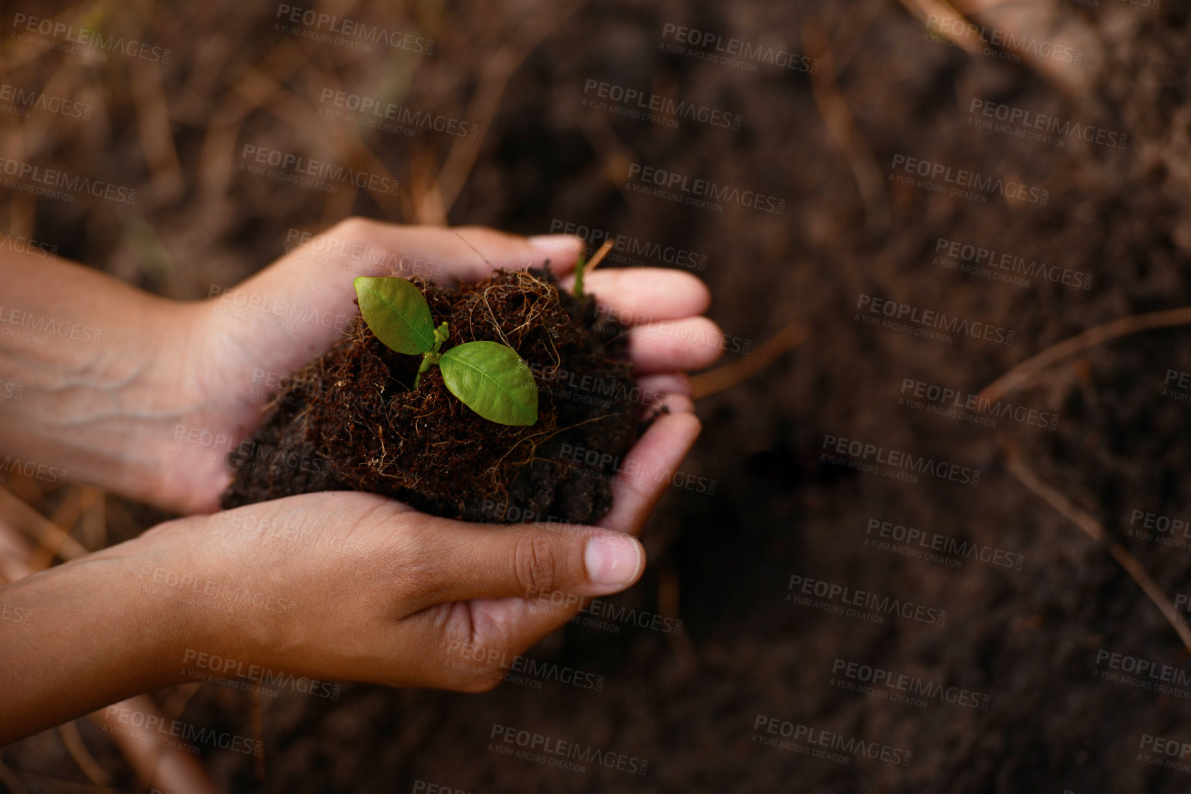 Buy stock photo Plant, growth and soil in hands for earth day, support and sustainability with gardening dirt, fertilizer and nature in agriculture. Agro, green garden and natural environment for farming and spring