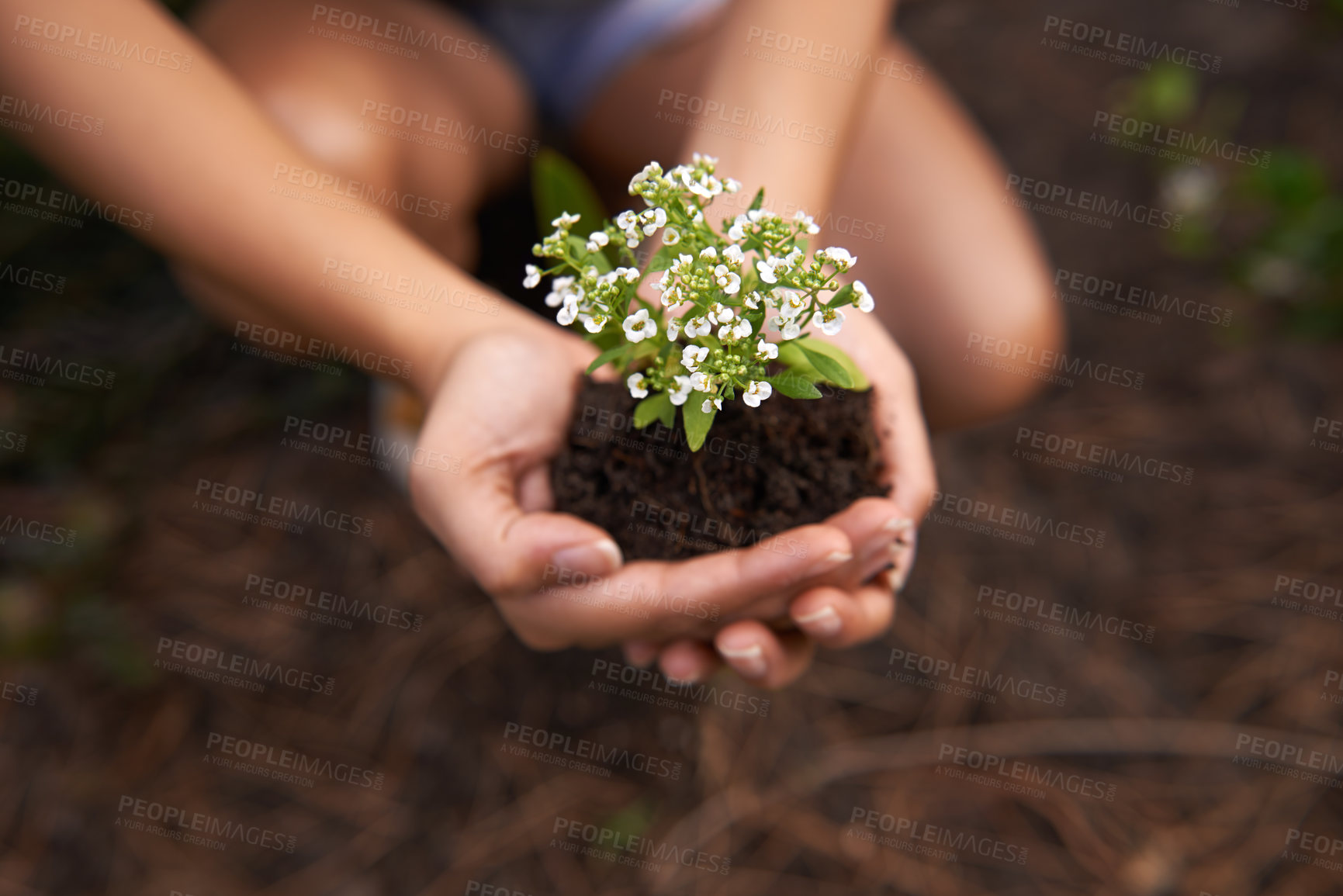 Buy stock photo Hands, soil and flower for gardening and ecology, growth and botanical with sustainability in environment. Nature, plant for landscaping and closeup of fertilizer, person and Spring blossom outdoor