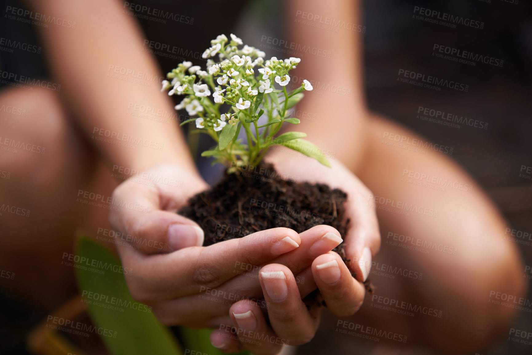 Buy stock photo Hands, soil and flower for garden and ecology, growth and botanical with sustainability in environment. Nature, plant for landscaping and closeup of fertilizer, person and Spring blossom outdoor
