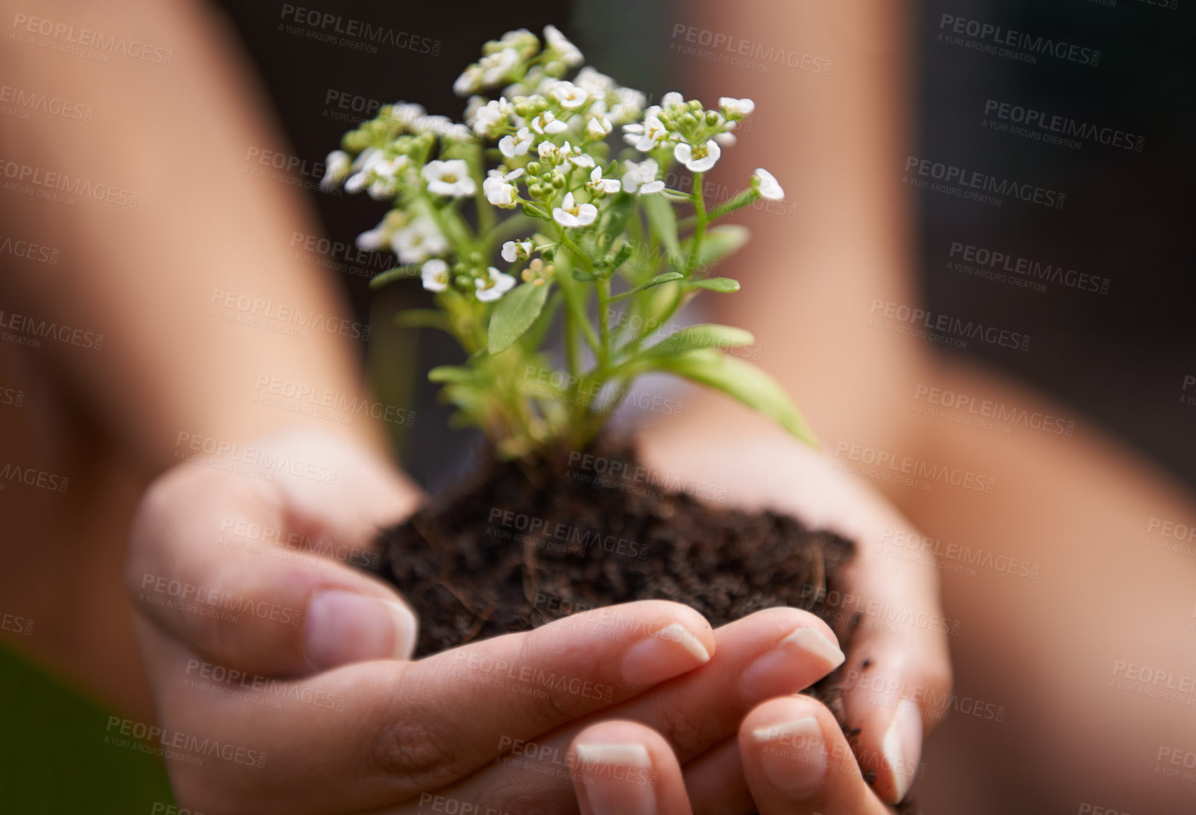 Buy stock photo Closeup shot of a woman holding soil with a flowering plant in her cupped hands