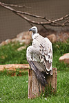Vulture on the lookout