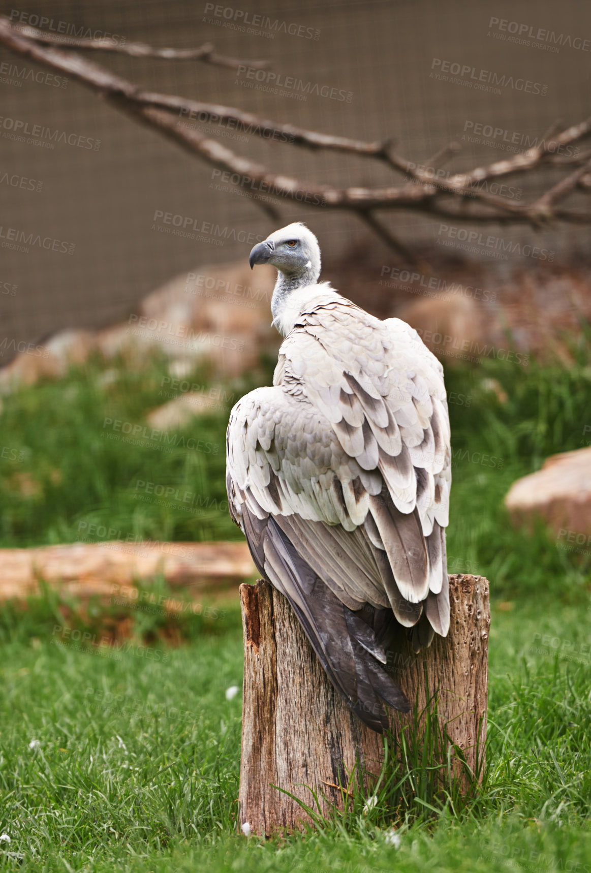 Buy stock photo Vulture or bird, stump and sit outdoor in nature with feathers, landscape or farm to hunt. Wildlife, carnivore animal or birds of prey in zoo environment with wooden and grass in countryside
