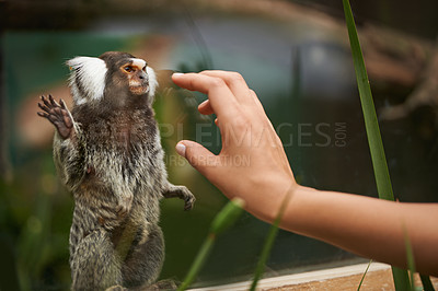 Buy stock photo A woman reaching out to a cute monkey