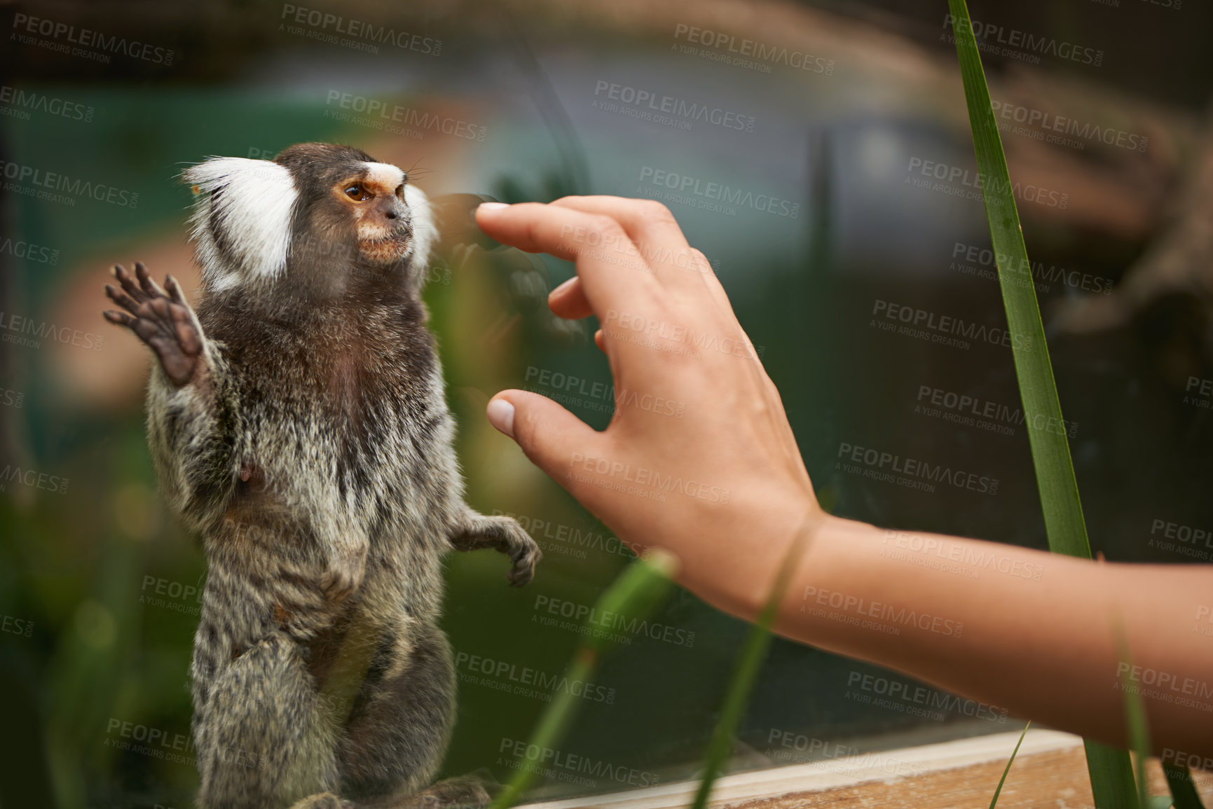 Buy stock photo A woman reaching out to a cute monkey