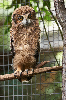 Buy stock photo Animal, zoo and bird with owl in nature for environment, wildlife and predator. Farm, endangered species and habitat with wood in outdoors of park sanctuary for curious, mammal and exotic aviary