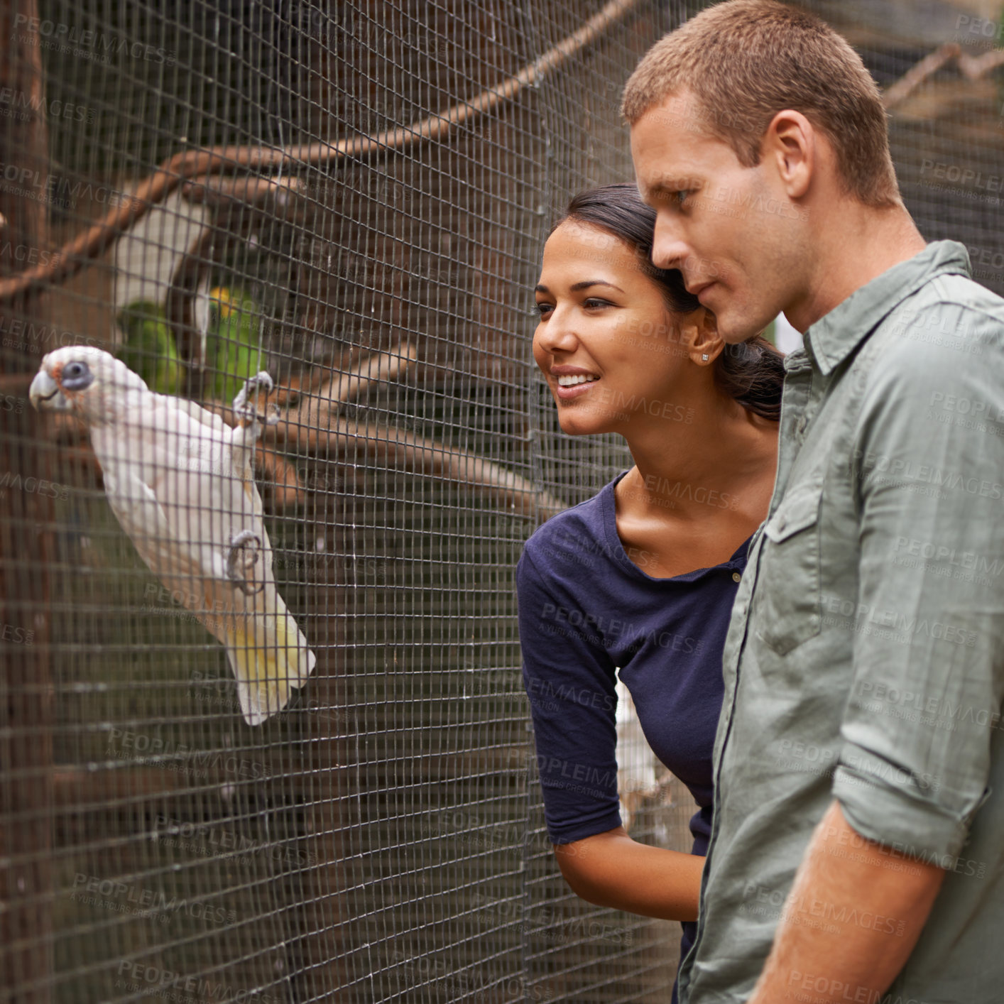 Buy stock photo Shot of a young couple admiring a bird display