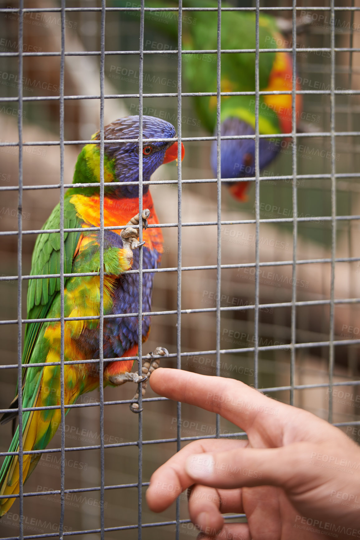 Buy stock photo Hand, person and parrots in a cage, nature and habitat with bird sanctuary, zoo and environment. Human, animals or ecology with feathers or wildlife in a park with garden, outdoor or sustainability