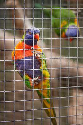 Buy stock photo Closeup, park and parrots in a cage, nature and habitat with bird sanctuary, ecology and sustainability. Avian, animals or zoo with feathers or wildlife in a park with garden, outdoor or environment