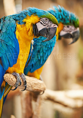 Buy stock photo Parrots, cage and feathers with nature, pet and park with birds sanctuary and natural with wildlife or habitat. Avian, sustainability and tropical species with wings and zoo with ecosystem and garden