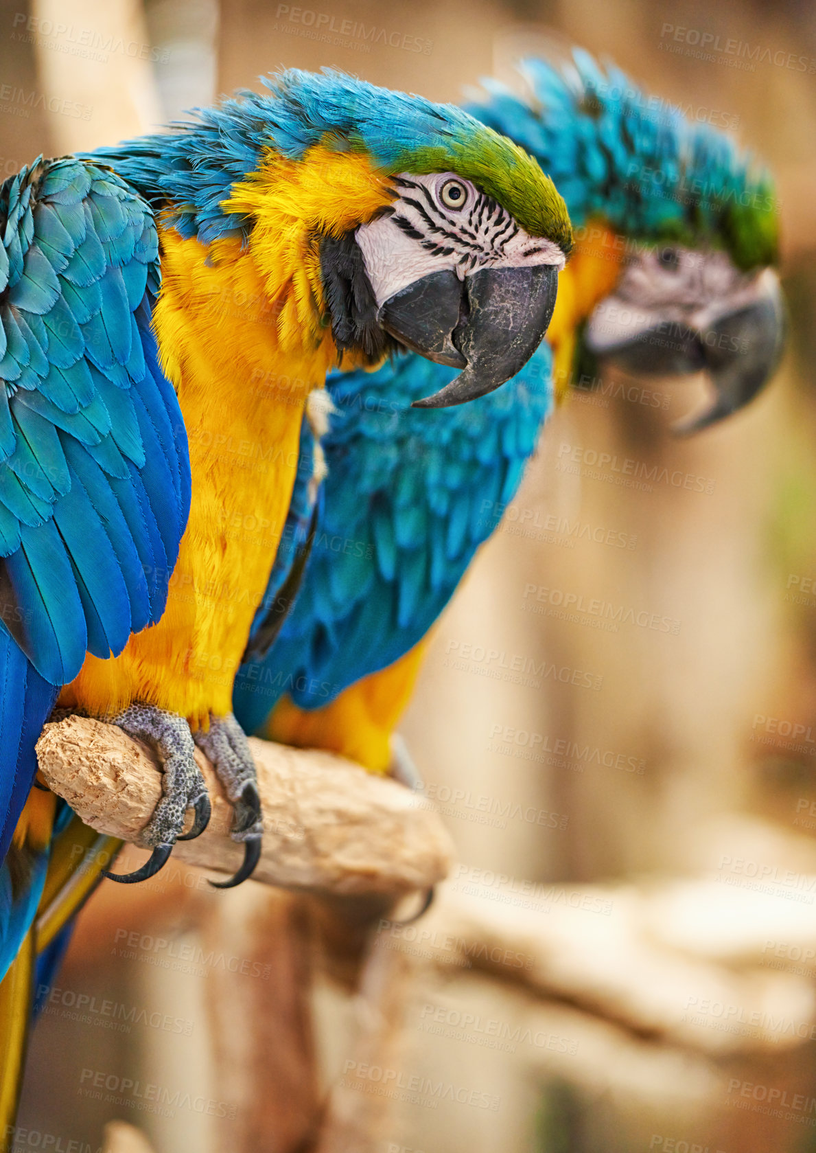 Buy stock photo Parrots, cage and feathers with nature, pet and park with birds sanctuary and natural with wildlife or habitat. Avian, sustainability and tropical species with wings and zoo with ecosystem and garden