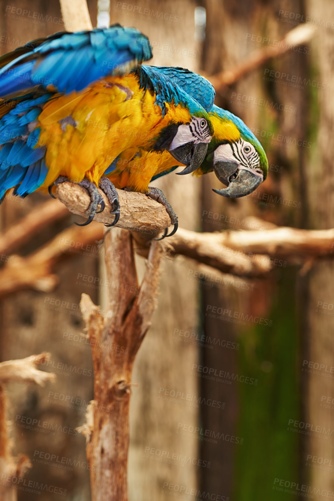 Buy stock photo Parrots, cage and feathers with nature, park and wings with birds sanctuary and natural with wildlife or habitat. Avian, sustainability and tropical species with pet and zoo with ecosystem and garden