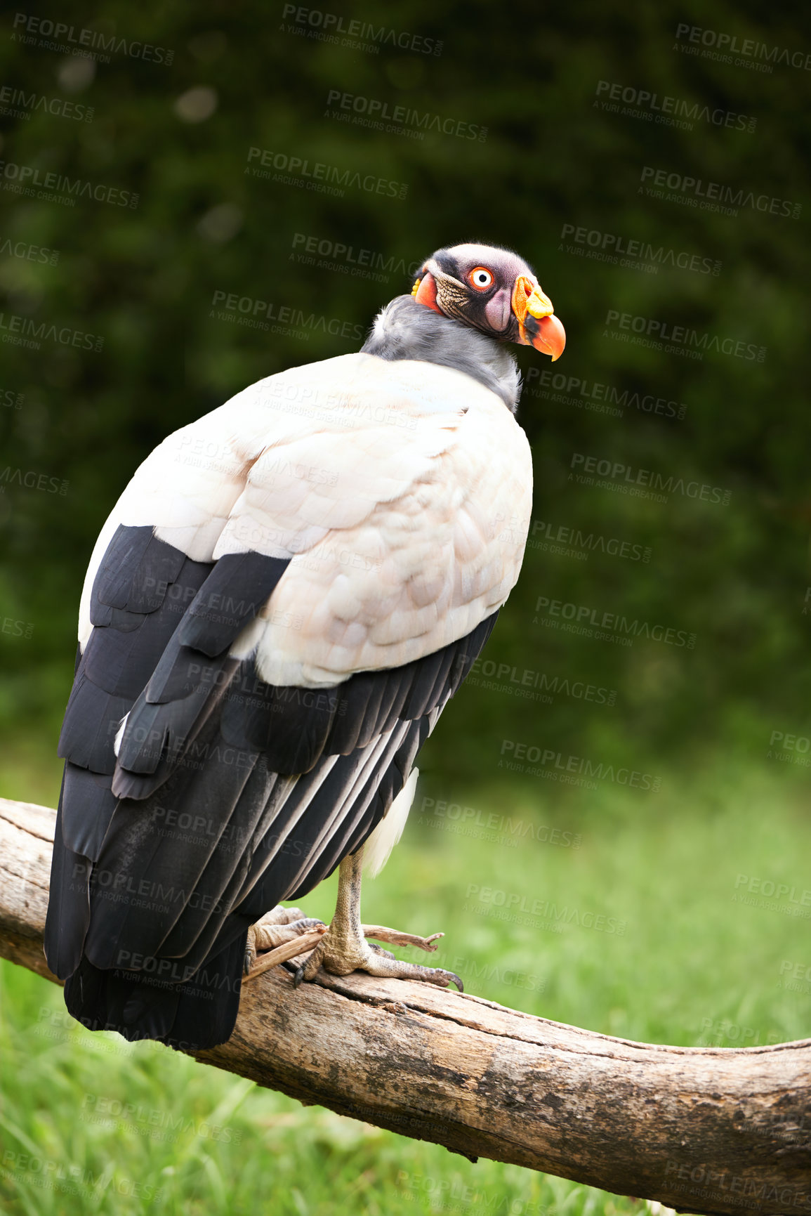 Buy stock photo Vulture or bird, branch and nature in zoo for food, relaxation and standing in landscape. Wildlife, carnivore animal or bird with feathers in outside environment with wooden and grass in countryside