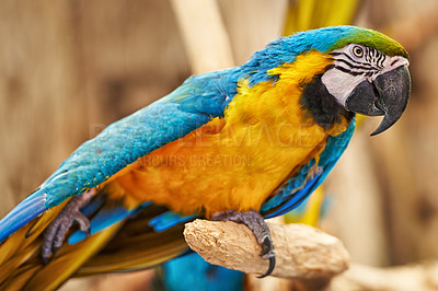 Buy stock photo Parrots, cage and feathers with branch, park and garden with birds sanctuary and natural with wildlife or habitat. Avian, sustainability and tropical species with wings and zoo with ecosystem and pet