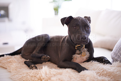 Buy stock photo Home, pitbull and dog with a blanket, relax and morning with apartment and calm in a living room. Animal, house and pet in a lounge, furry and peaceful with canine and best friend with loyalty