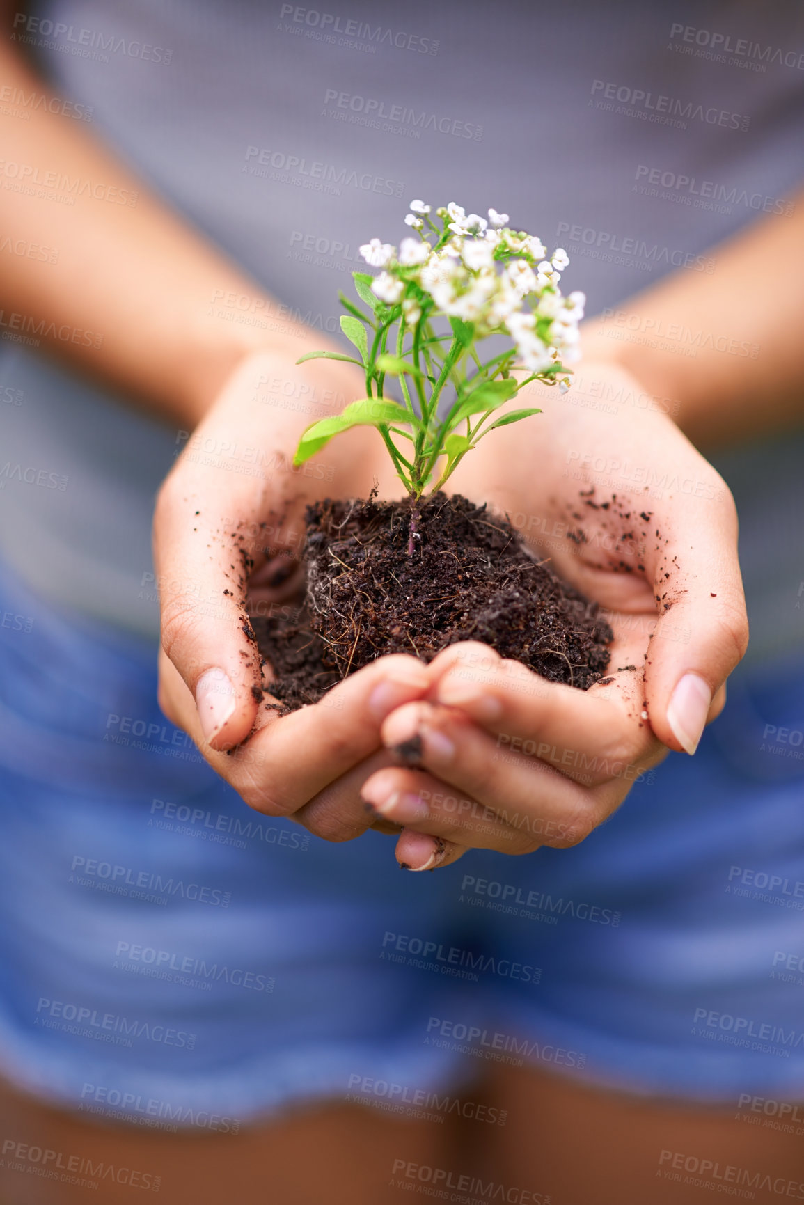 Buy stock photo Soil, agriculture and hands of woman with plant for eco friendly, sustainable or agro gardening. Dirt, environment and closeup of female person with blooming flower in nature for outdoor horticulture