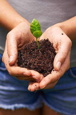 Buy stock photo Cropped shot of a young woman's hands holding soil sprouting new plants