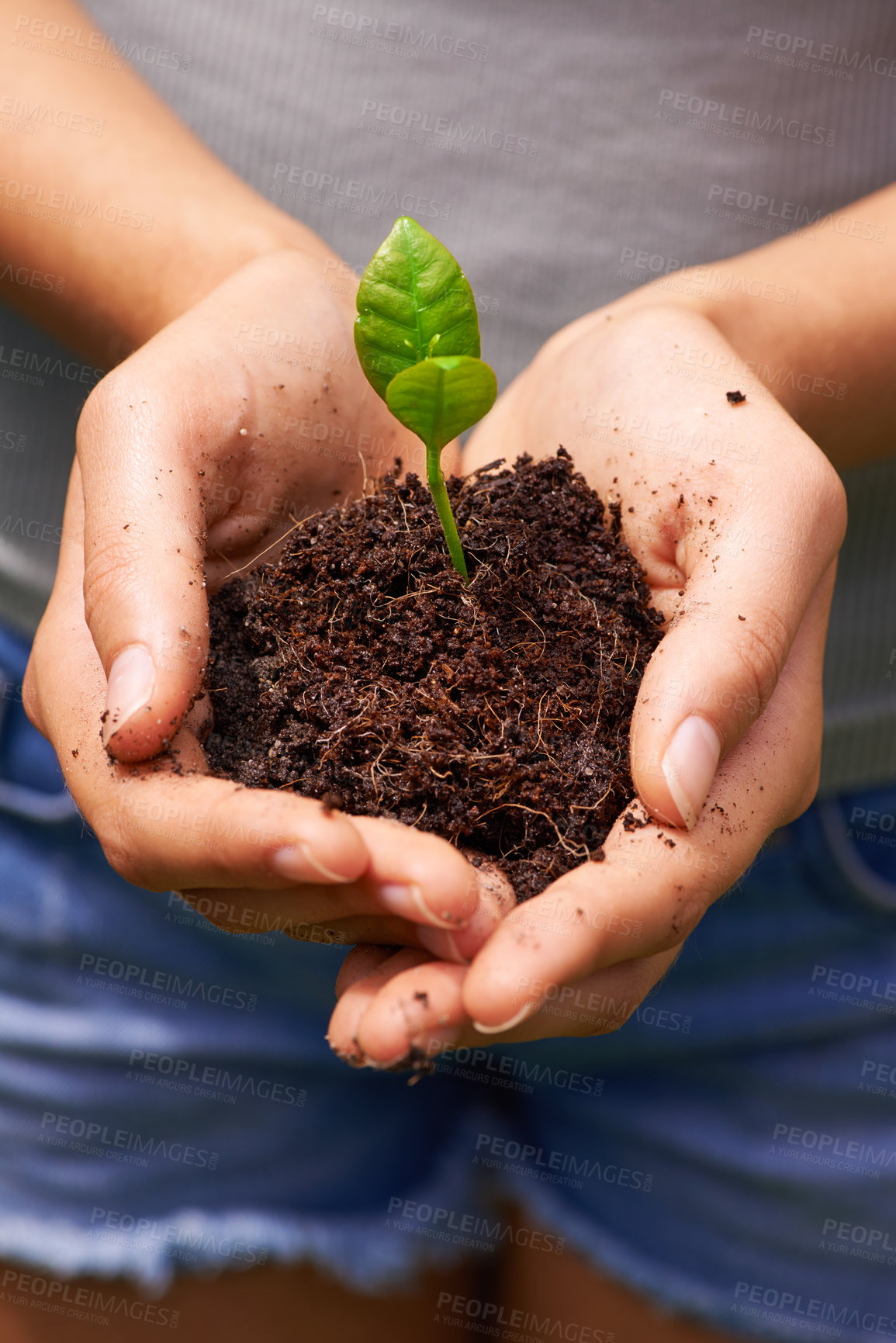 Buy stock photo Cropped shot of a young woman's hands holding soil sprouting new plants