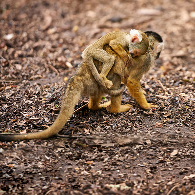 Buy stock photo Monkey, mother and carrying baby on back or safety protection from wildlife in forest for support, love or environment. Animal, infant and ground in Peru or sleeping rest in woods, security or nature