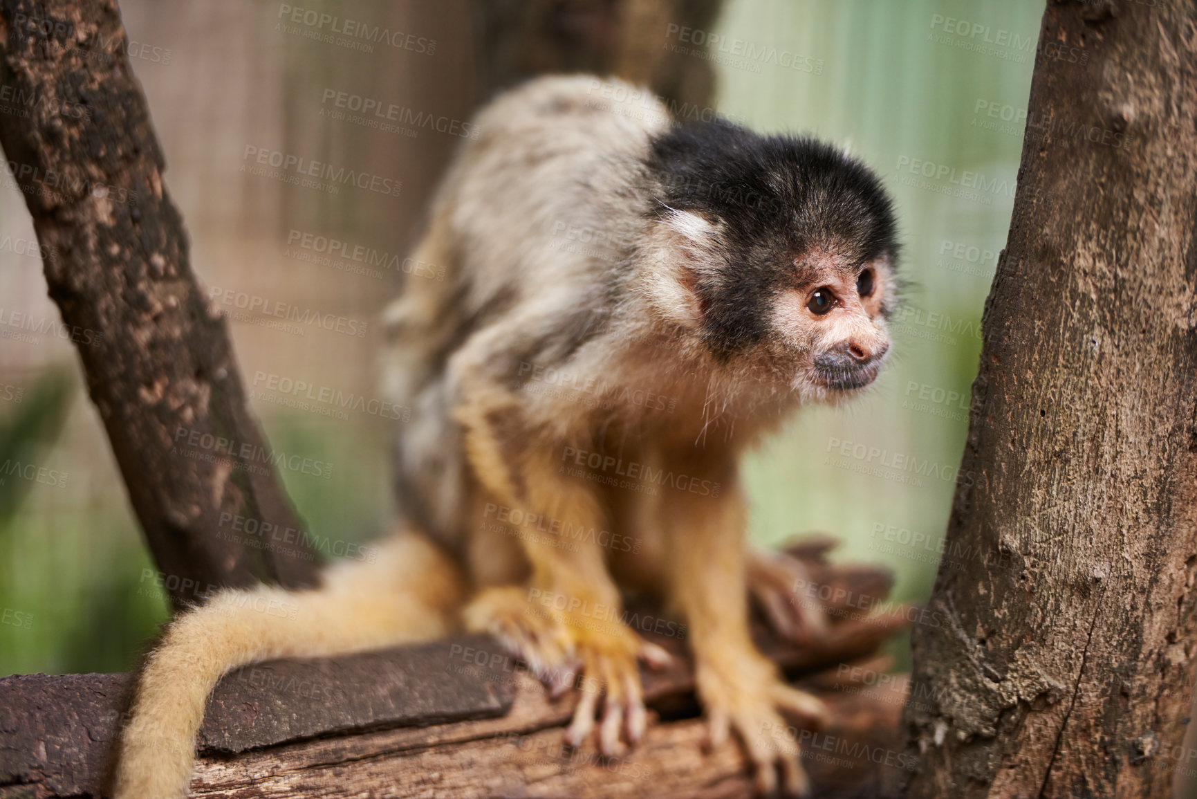 Buy stock photo Full length of one cute little wild monkey sitting alone on a tree outside. Curious primate animal in a wildlife reserve and sanctuary watching attentively. Small adorable living creature in a forest