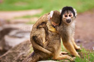 Buy stock photo Shot of a cute little monkey carrying her baby