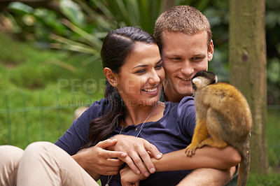 Buy stock photo Monkey, animal and park with happy couple together for wildlife rescue, outdoor activity or interactive experience in nature. Conservation, date and people for bonding, holiday or travel at sanctuary