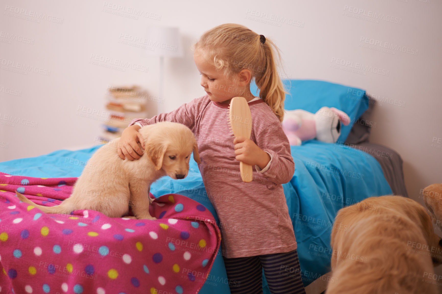 Buy stock photo Girl, child and puppy with embrace on bed for playing, bonding and protection in bedroom of home with brush. Kid, golden retriever and dog for companion, affection and hug with pet care in apartment