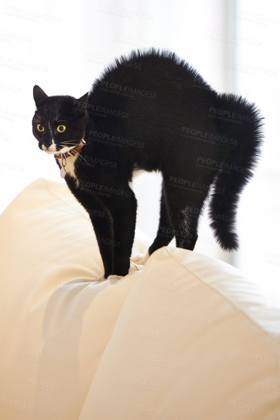 Buy stock photo Cat, home and sofa with scared, surprise and shock of a pet on a living room couch with hair raise. Animal, lounge and stress with black fur of a kitten with fear, anxiety and curiosity in a house