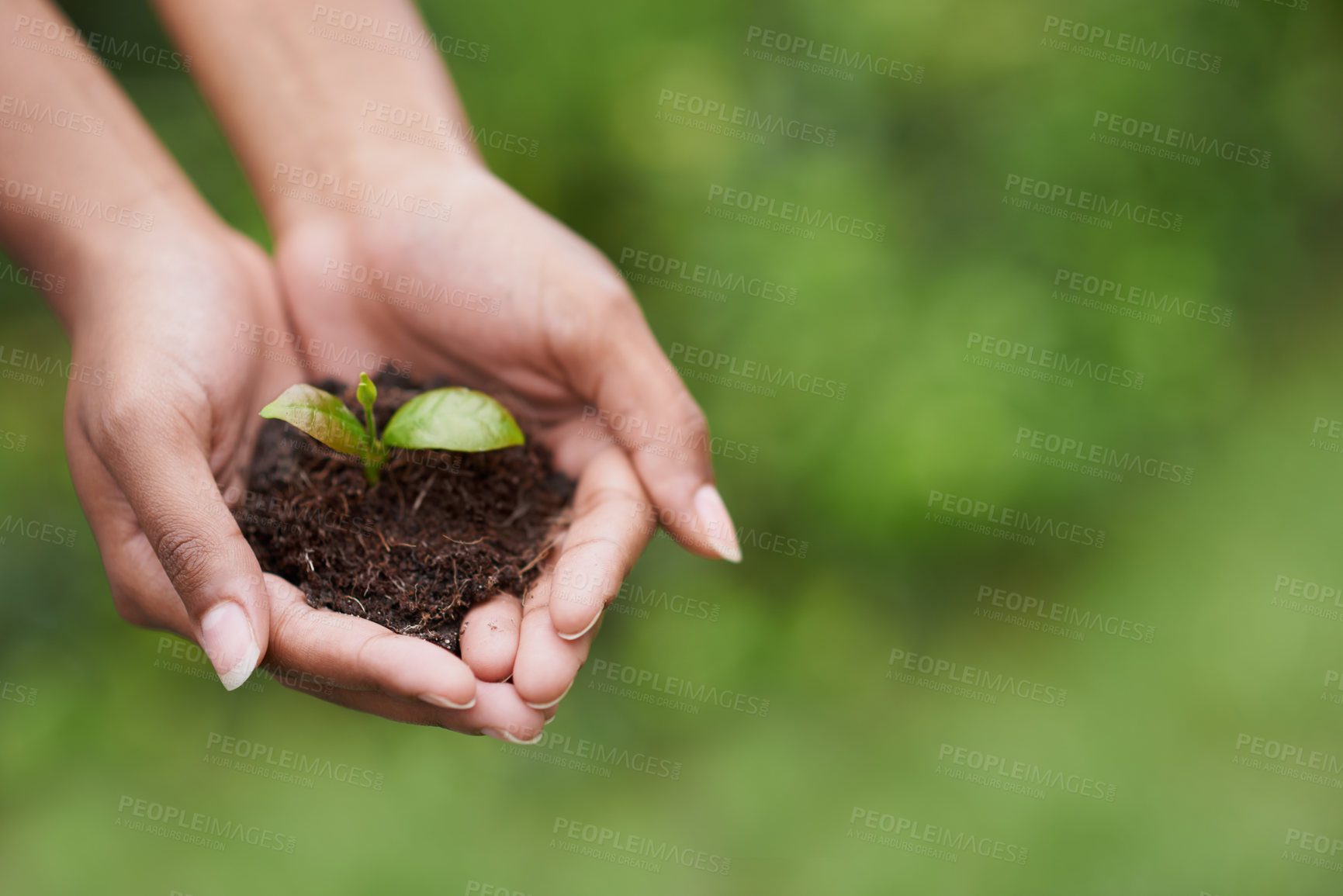 Buy stock photo Closeup shot of a woman's hands holding a growing plant