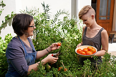 Buy stock photo Two women picking home-grown tomatoes in their garden