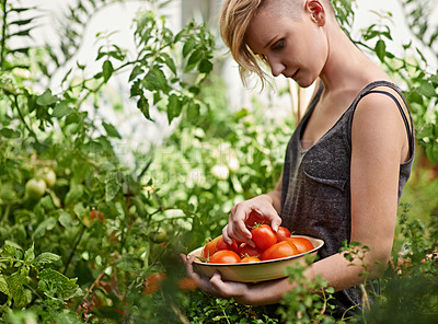 Buy stock photo Agriculture, farm and woman with tomatoes in garden for growth, health or summer sustainability. Food, nature and spring with confident young person farming or picking vegetables in greenhouse