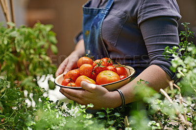 Buy stock photo Hand, garden and bowl with tomato for farming, picking and production of food in greenhouse. Vegetable, harvest and person working with agriculture for organic, nutrition and sustainability in China