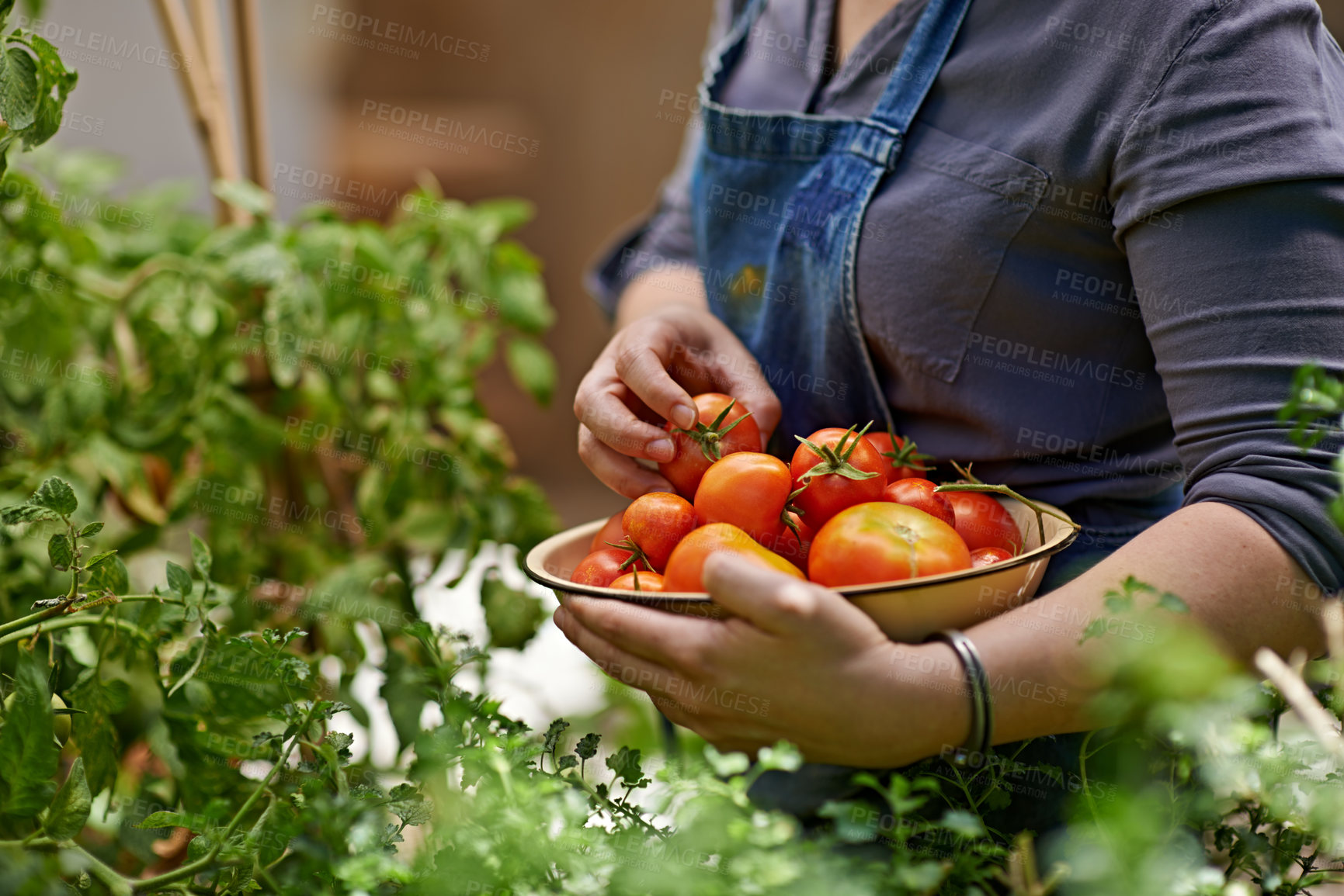 Buy stock photo Tomato, picking and farm worker with vegetables for nutrition, growth and food production in China. Organic, agriculture and person with harvest for eco friendly, diet and sustainable business