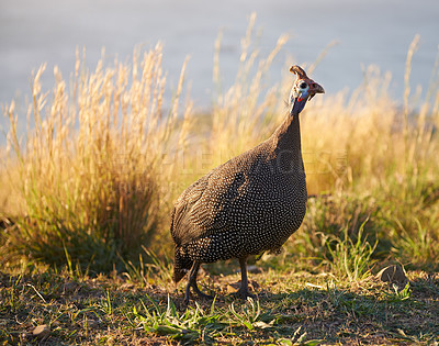 Buy stock photo Nature, field and guineafowl with feather on grass for sunset walk, agriculture or ecology in Africa. Coast, hill and wild bird on lawn in summer with conservation, plants and foraging in environment