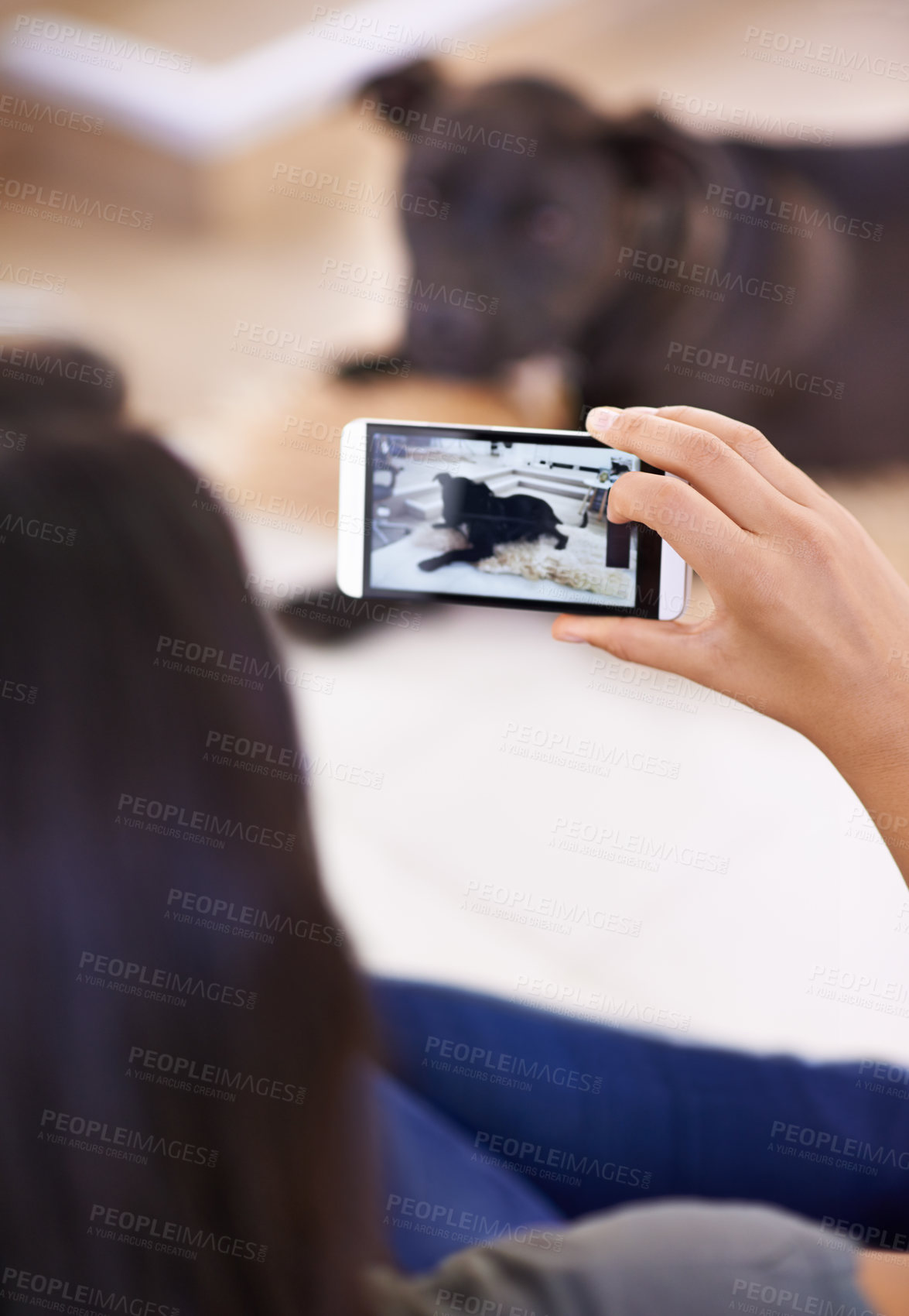 Buy stock photo Hands, phone and picture of dog in home, social media and post on internet to capture moment. Person, pet care and animal for blog or camera app for photography, 