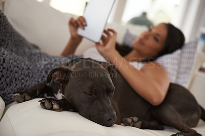 Buy stock photo Home, dog and tablet with woman on a couch, internet and typing with connection and website information. Person, relax and girl with a pet and technology with digital app and animal with best friend