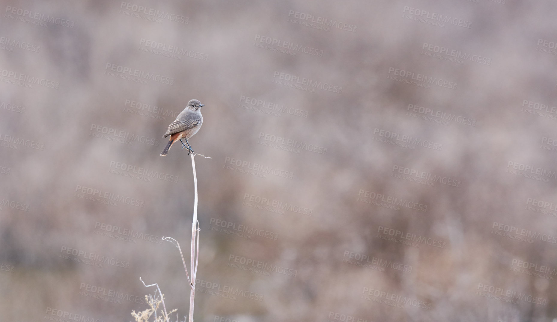 Buy stock photo Beautiful bird sitting on a branch
