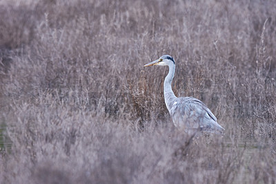 Buy stock photo Full length shot of a bird in it's natural habitat